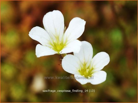 Saxifraga cespitosa &#039;Findling&#039; | Steenbreek, Mossteenbreek