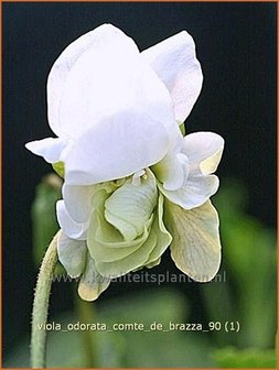 Viola odorata &#039;Comte de Brazza&#039; | Maarts viooltje, Viooltje