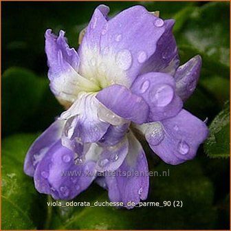 Viola odorata &#039;Duchesse de Parme&#039; | Maarts viooltje, Viooltje
