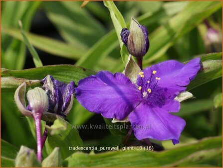 Tradescantia &#039;Purewell Giant&#039; | Eendagsbloem, Vaderplant, Matrozensla | Dreimasterblume