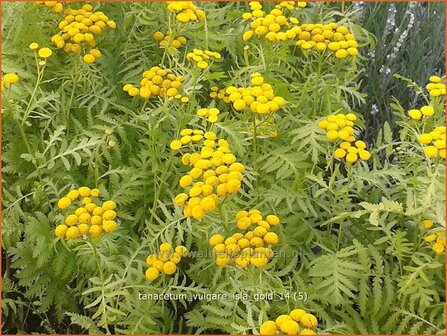 Tanacetum vulgare 'Isla Gold' | Boerenwormkruid, Wormkruid