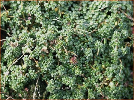 Thymus &#039;Elfin&#039; | Kruiptijm, Tijm