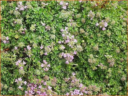 Thymus &#039;Elfin&#039; | Kruiptijm, Tijm