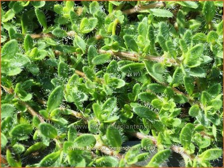 Thymus praecox &#039;Bressingham&#039; | Kruiptijm, Tijm | Fr&uuml;hbl&uuml;hender Thymian