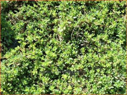 Thymus praecox &#039;Bressingham&#039; | Kruiptijm, Tijm | Fr&uuml;hbl&uuml;hender Thymian