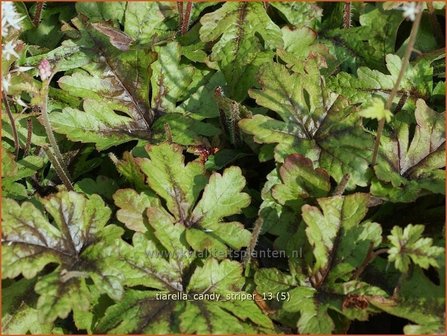 Tiarella 'Candy Striper' | Schuimbloem, Perzische muts