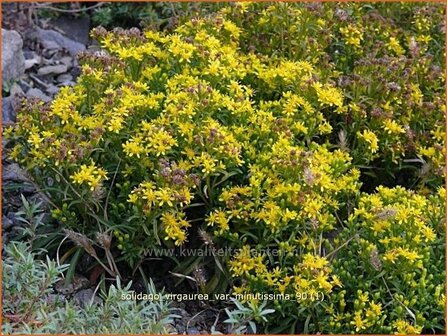 Solidago virgaurea var. minutissima | Guldenroede