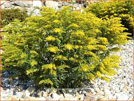 Solidago &#039;Goldkind&#039; | Guldenroede