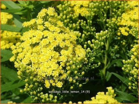 Solidago &#039;Little Lemon&#039; | Guldenroede