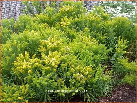 Solidago &#039;Little Lemon&#039; | Guldenroede