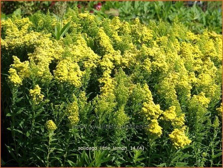 Solidago &#039;Little Lemon&#039; | Guldenroede