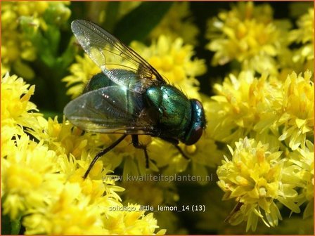 Solidago &#039;Little Lemon&#039; | Guldenroede