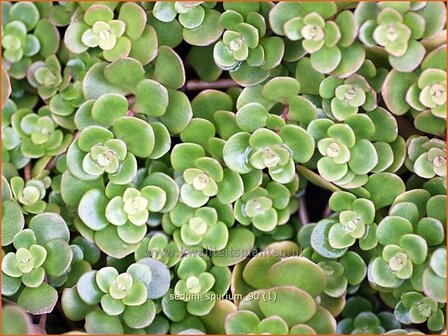 Sedum spurium | Hemelsleutel, Vetkruid