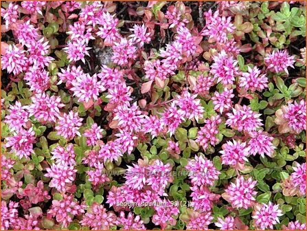 Sedum spurium | Hemelsleutel, Vetkruid
