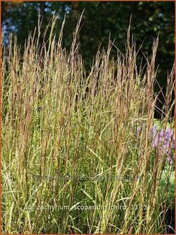 Schizachyrium scoparium &#039;Cairo&#039; | Klein prairiegras | Kleines Pr&auml;riegras