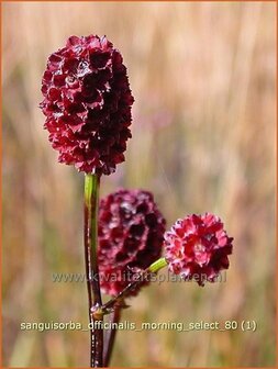 Sanguisorba officinalis &#039;Morning Select&#039; | Pimpernel