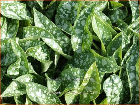 Pulmonaria 'Trevi Fountain' | Longkruid | Lungenkraut | Lungwort