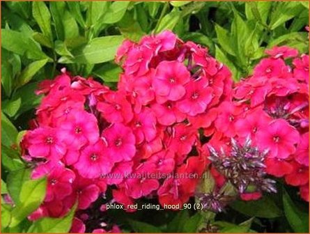 Phlox &amp;#39;Red Riding Hood&amp;#39; | Hoge vlambloem, Vlambloem, Flox, Floks | Hohe Flammenblume