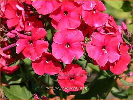 Phlox &amp;#39;Red Riding Hood&amp;#39; | Hoge vlambloem, Vlambloem, Flox, Floks | Hohe Flammenblume