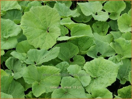 Petasites albus | Wit hoefblad, Allemansverdriet, Pestwortel, Hoefblad