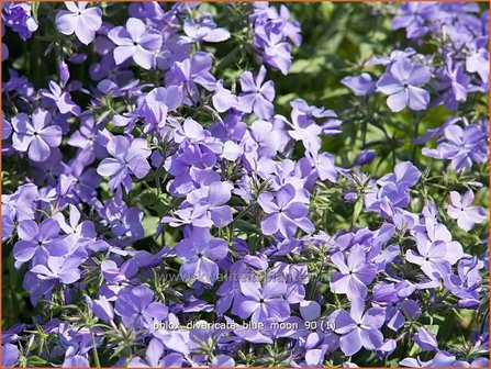 Phlox divaricata &#039;Blue Moon&#039; | Voorjaarsvlambloem, Vlambloem, Flox, Floks | Wald-Flammenblume | Blue Phlox