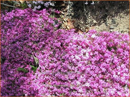 Phlox &#039;Drummond Pink&#039; | Vlambloem, Kruipphlox