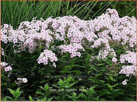 Phlox &amp;#39;Green Lion&amp;#39; | Hoge vlambloem, Vlambloem, Flox, Floks | Hohe Flammenblume