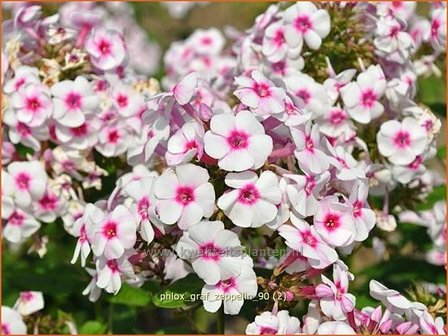 Phlox &amp;#39;Green Lion&amp;#39; | Hoge vlambloem, Vlambloem, Flox, Floks | Hohe Flammenblume