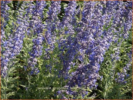 Perovskia atriplicifolia 'Lacey Blue' | Russische salie, Blauwspirea, Reuzenlavendel | Meldebl&auml;ttrige Blau