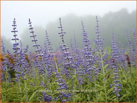Perovskia atriplicifolia 'Lacey Blue' | Russische salie, Blauwspirea, Reuzenlavendel | Meldebl&auml;ttrige Blau