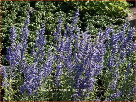 Perovskia atriplicifolia 'Lacey Blue' | Russische salie, Blauwspirea, Reuzenlavendel | Meldebl&auml;ttrige Blau