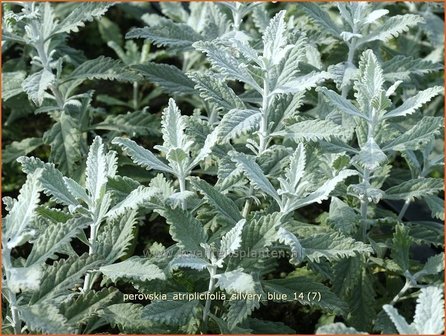 Perovskia atriplicifolia 'Silvery Blue' | Russische salie, Blauwspirea, Reuzenlavendel