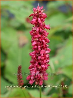 Persicaria amplexicaulis 'Dikke Floskes' | Adderwortel, Duizendknoop