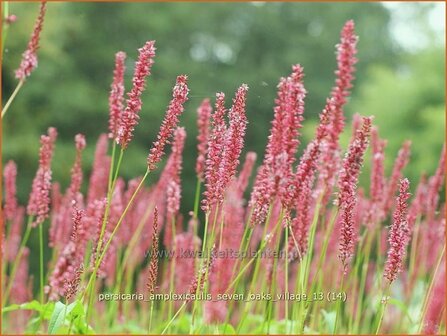 Persicaria amplexicaulis &#039;Seven Oaks Village&#039; | Duizendknoop, Adderwortel
