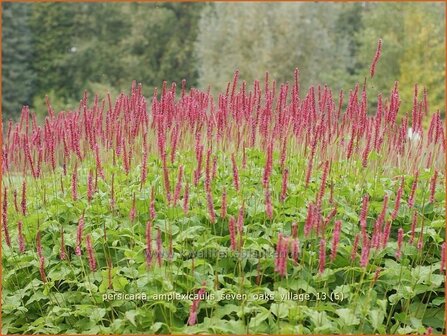 Persicaria amplexicaulis &#039;Seven Oaks Village&#039; | Duizendknoop, Adderwortel