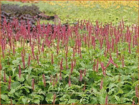 Persicaria amplexicaulis &#039;Seven Oaks Village&#039; | Duizendknoop, Adderwortel