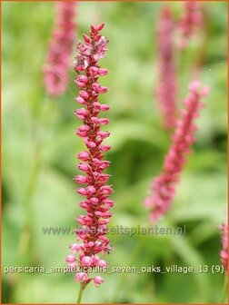 Persicaria amplexicaulis &#039;Seven Oaks Village&#039; | Duizendknoop, Adderwortel