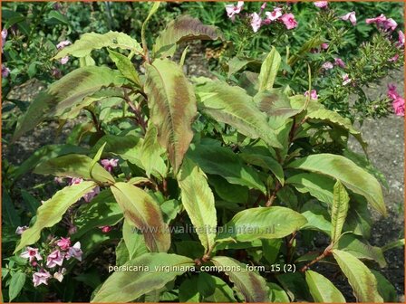 Persicaria virginiana &#039;Compton&#039;s Form&#039; | Duizendknoop