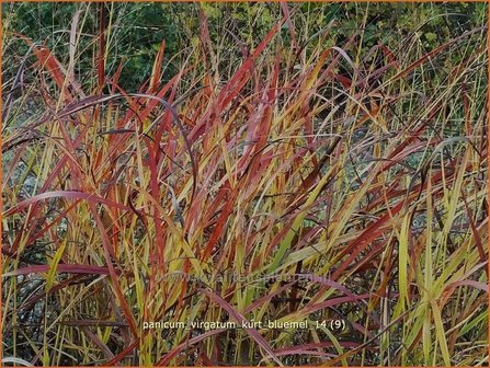 Panicum virgatum &#039;Kurt Bluemel&#039; | Vingergras, Parelgierst | Rutenhirse