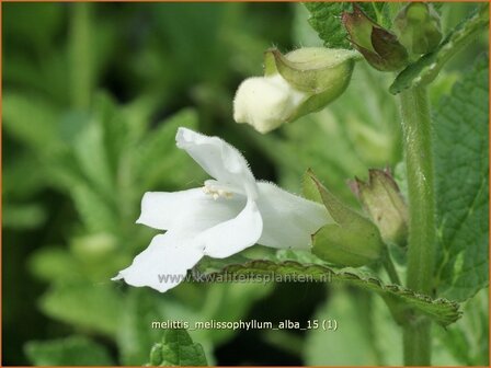 Melittis melissophyllum &#039;Alba&#039; | Bastaardmelisse, Bijenblad | Immenblatt