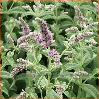 Mentha longifolia &#039;Buddleia&#039; | Hertsmunt, Bosmunt, Munt
