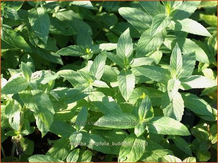 Mentha longifolia &#039;Buddleia&#039; | Hertsmunt, Bosmunt, Munt