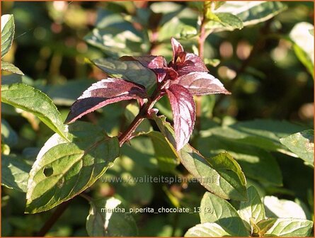 Mentha piperita &#039;Chocolate&#039; | Pepermunt, Munt | Pfefferminze