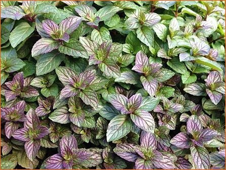 Mentha piperita &#039;Chocolate&#039; | Pepermunt, Munt | Pfefferminze