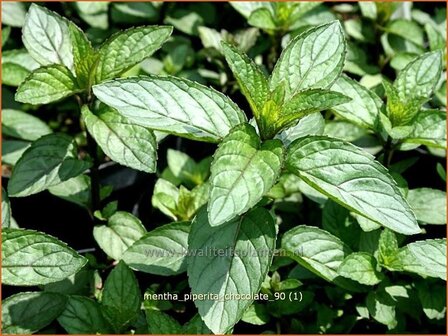 Mentha piperita &#039;Chocolate&#039; | Pepermunt, Munt | Pfefferminze