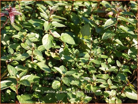 Mentha piperita &#039;Chocolate&#039; | Pepermunt, Munt | Pfefferminze