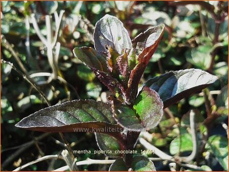 Mentha piperita &#039;Chocolate&#039; | Pepermunt, Munt | Pfefferminze