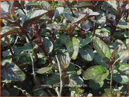 Mentha piperita &#039;Chocolate&#039; | Pepermunt, Munt | Pfefferminze