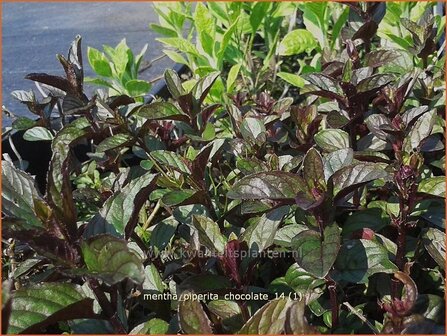 Mentha piperita &#039;Chocolate&#039; | Pepermunt, Munt | Pfefferminze