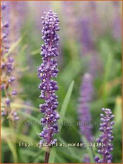 Liriope muscari &#039;Lilac Wonder&#039; | Leliegras